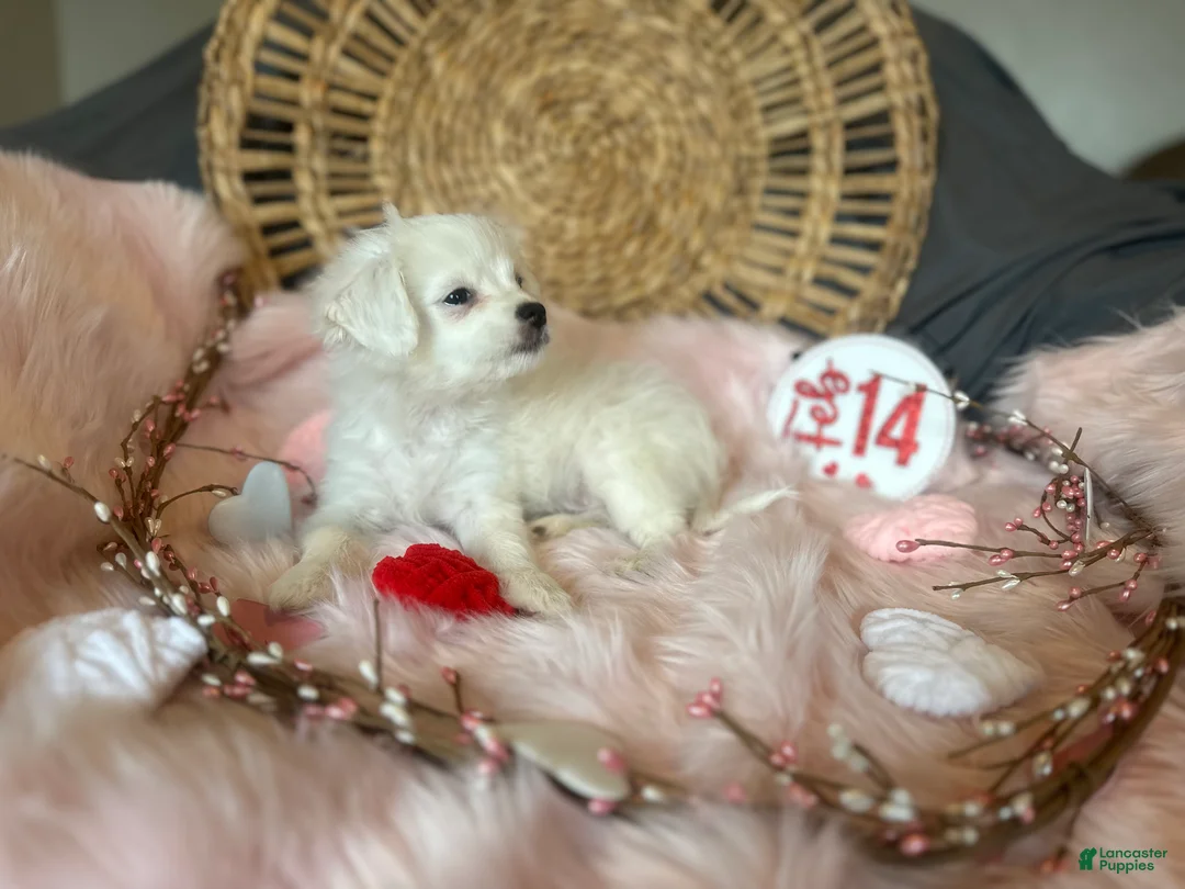 Mixed Breed dogs for sale: Snow White - Ad 7