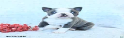 Boston Terrier dogs for sale: Leo - Ad 2