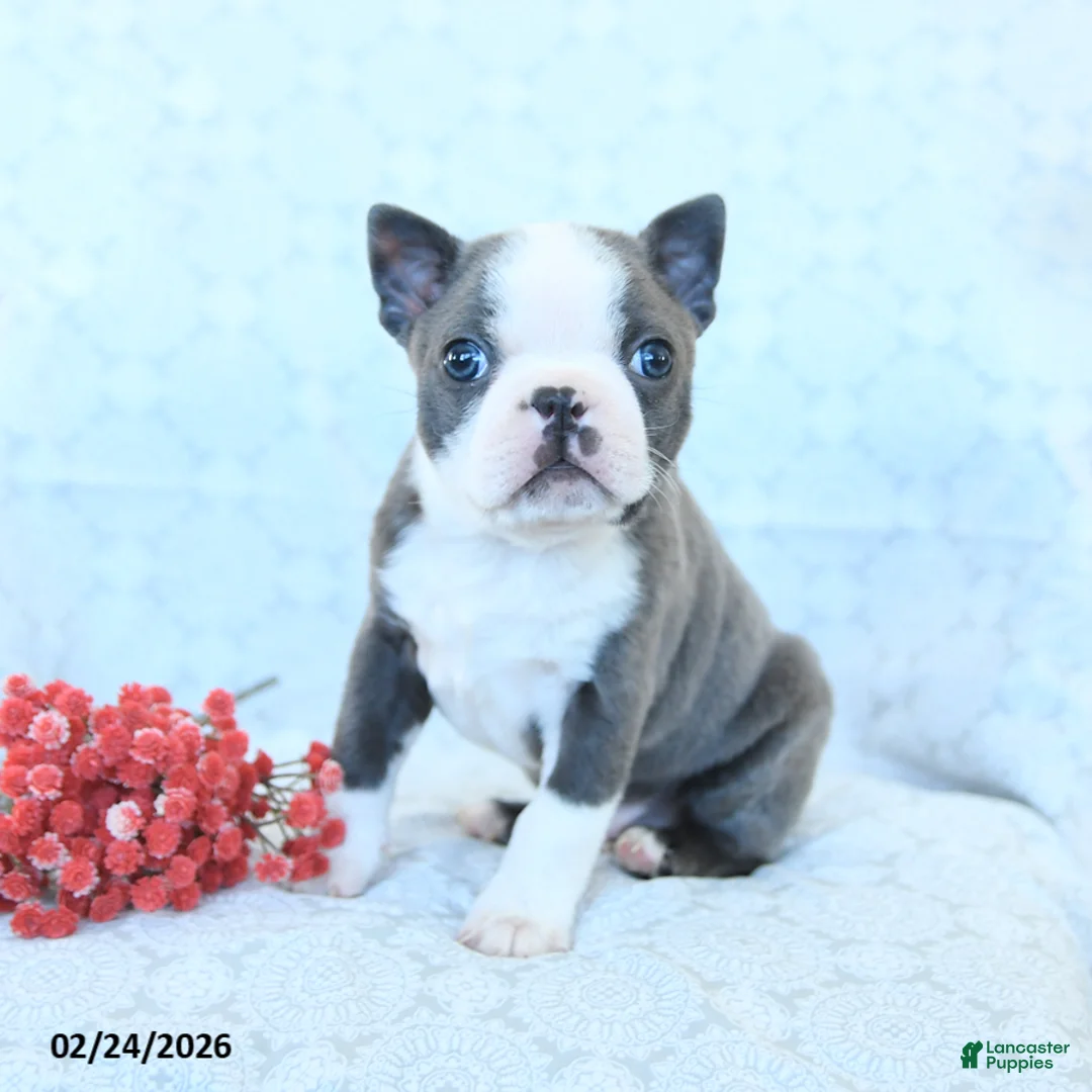 Boston Terrier dogs for sale: Leo - Ad 2