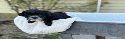 Yorkiepoo dogs for sale: Bubbles - Ad 11