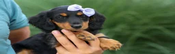 Miniature Dachshund dogs for sale: Sage 🐶 - Ad 10