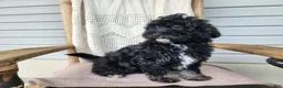 Mini Bernedoodle dogs for sale: Mia - Ad 5