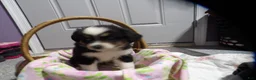 Miniature Australian Shepherd dogs for sale: Mira - Ad 3