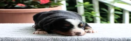 Bernese Mountain Dog dogs for sale: Kenton - Ad 5