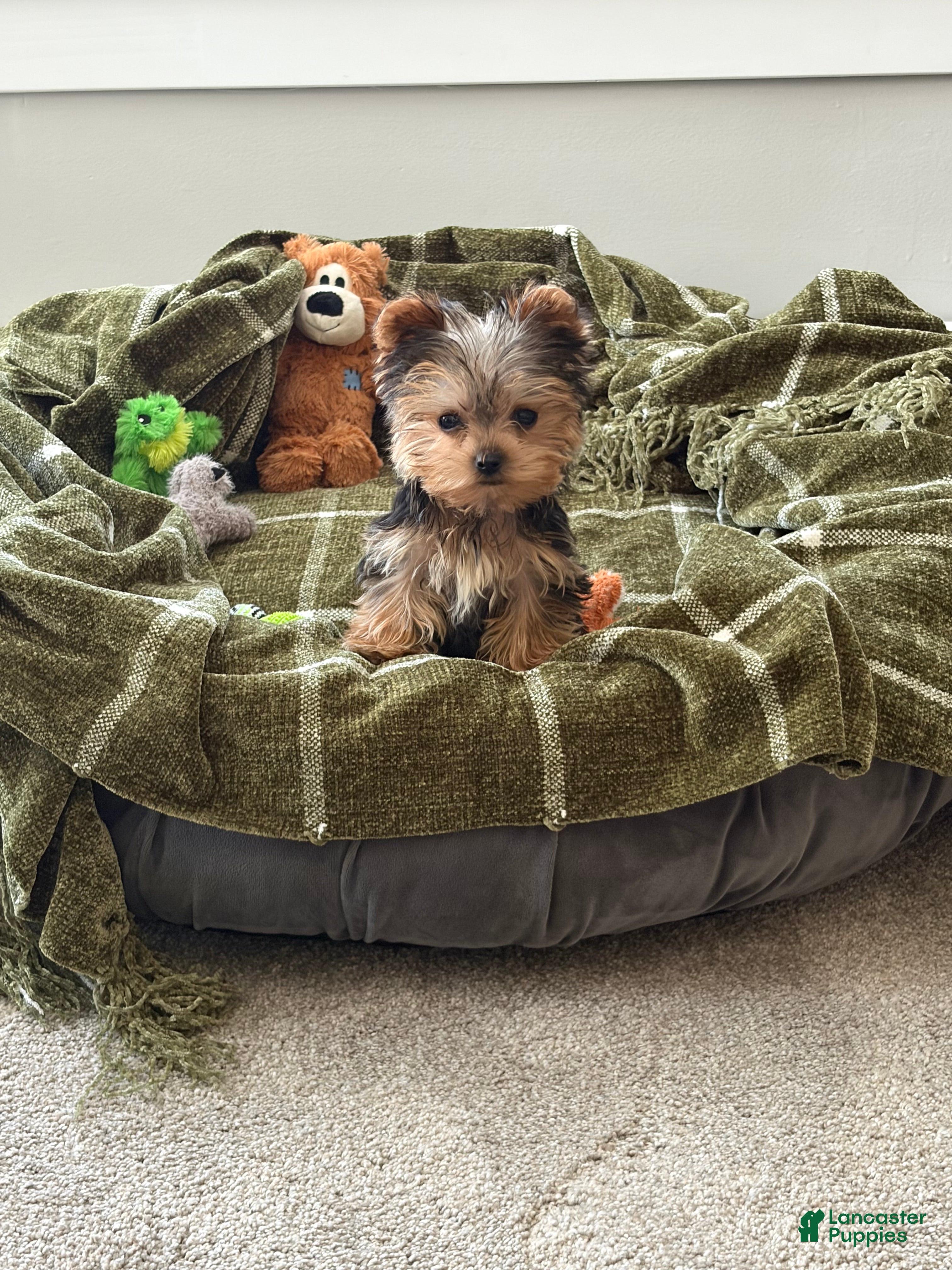 Yorkshire Terrier dogs Yorkshire Terrier 1 Navy Boy - Ad 7