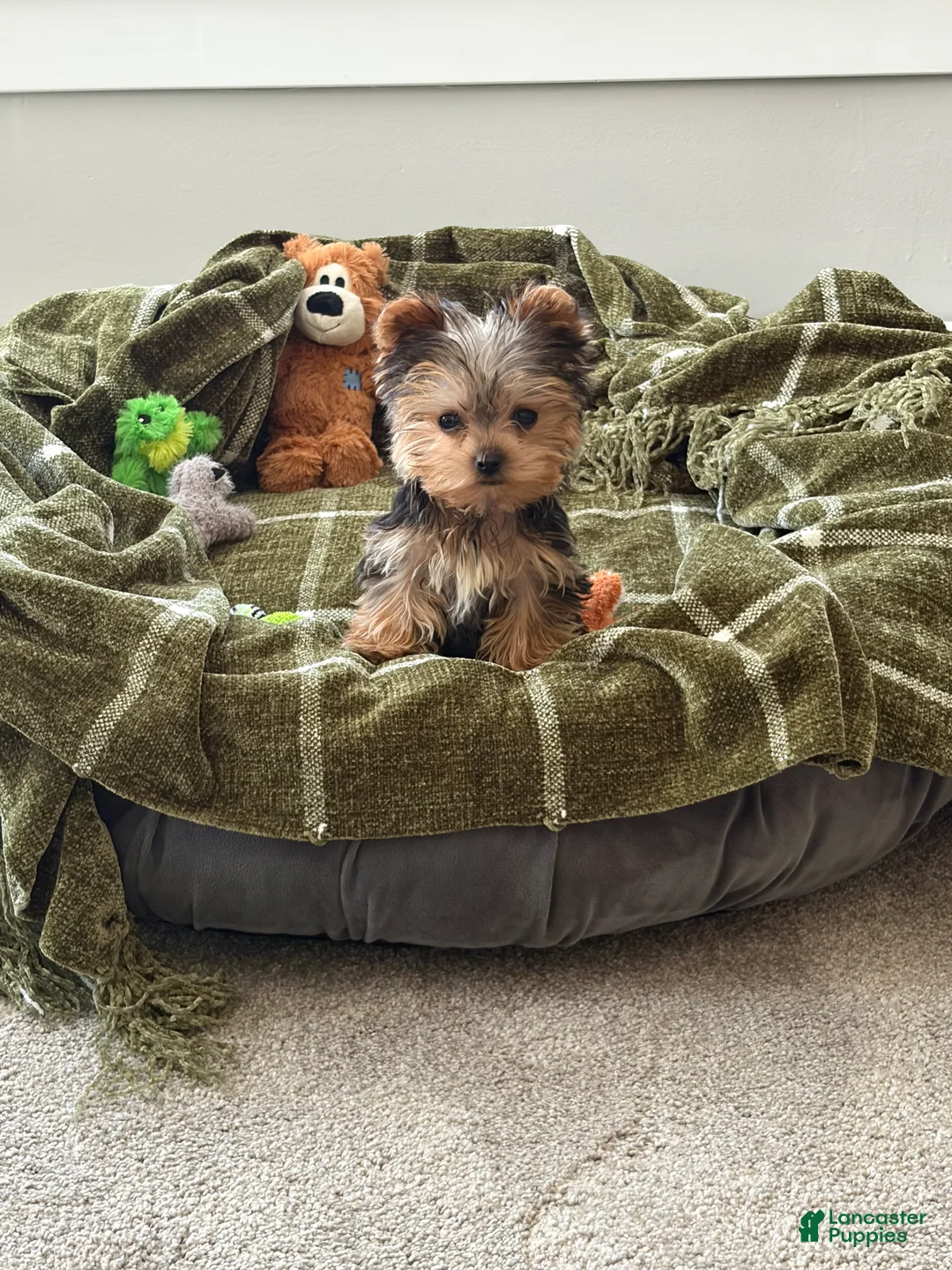 Yorkshire Terrier dogs for sale: Yorkshire Terrier 1 Navy Boy - Ad 1
