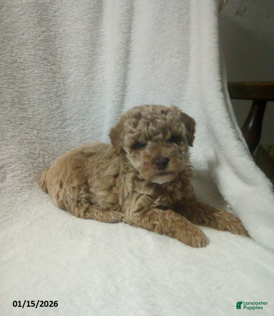Toy Poodle dogs for sale: Elmo - Ad 7