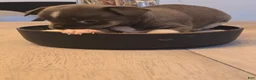 Chihuahua dogs for sale: addi - Ad 7