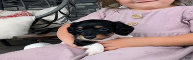 Miniature Dachshund 3