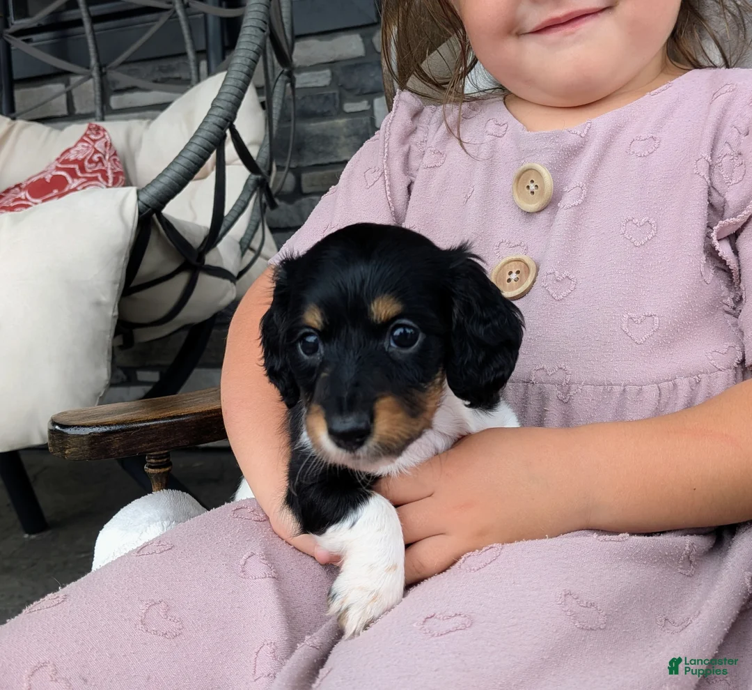 Miniature Dachshund dogs for sale: Miniature Dachshund 3 - Ad 1