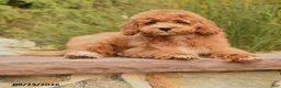 Cockapoo dogs for sale: Oran - Ad 5