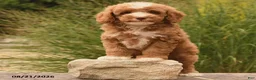 Cockapoo dogs for sale: Oliver - Ad 3