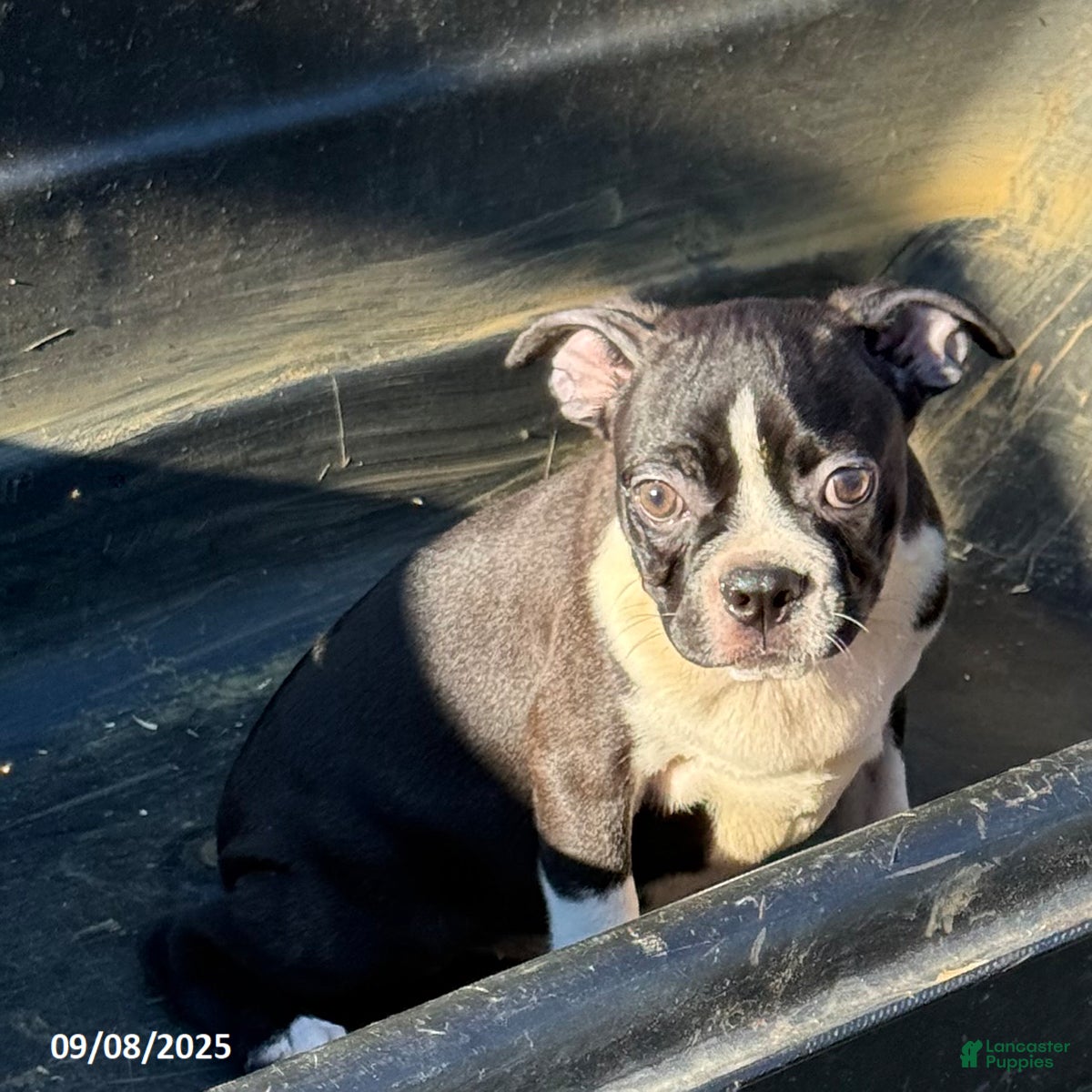 Boston Terrier Puppies for sale under $200 Lancaster Puppies