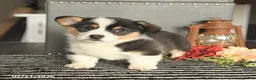 Welsh Corgi Pembroke dogs for sale: Chip - Ad 3