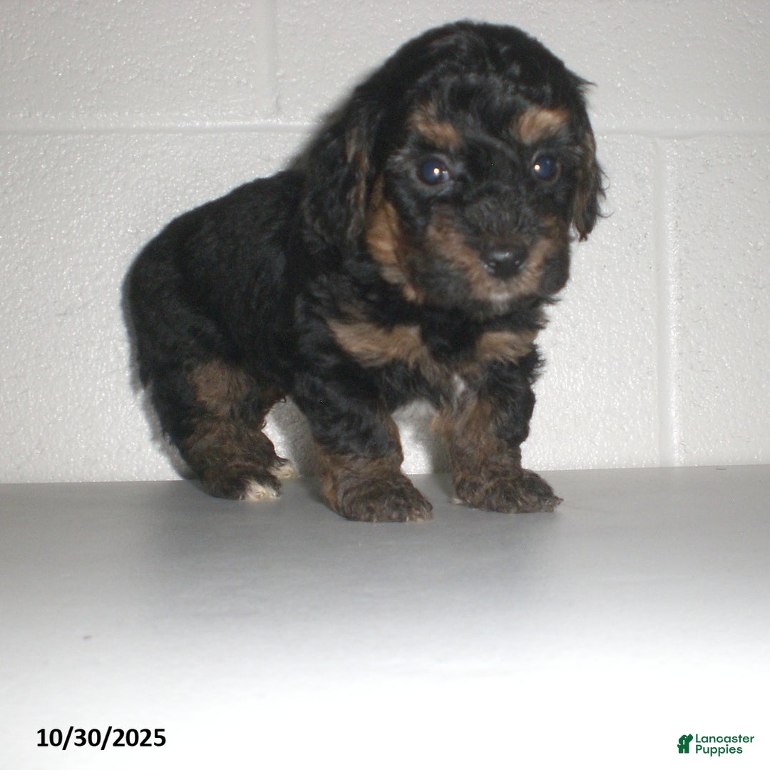 Yorkiepoo dogs for sale: Tyler - Ad 10