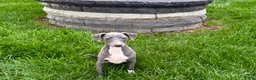 Italian Greyhound dogs for sale: Sadie  - Ad 5