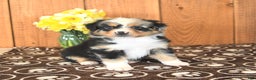 Miniature Australian Shepherd dogs for sale: Dozer - Ad 3