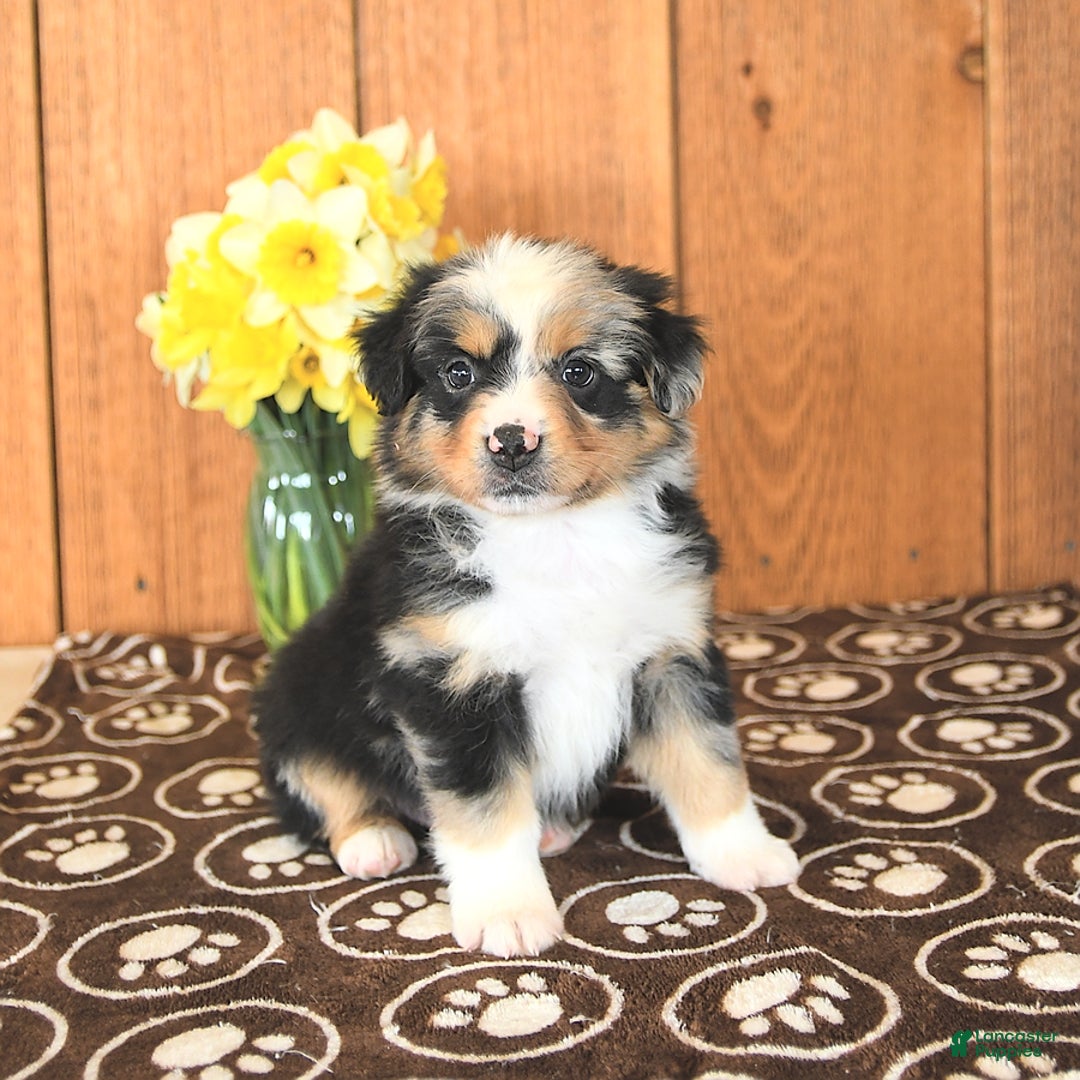 Miniature Australian Shepherd dogs for sale: Dozer - Ad 3