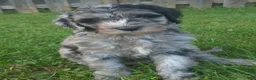 Mini Sheepadoodle dogs for sale: Artemis  - Ad 7