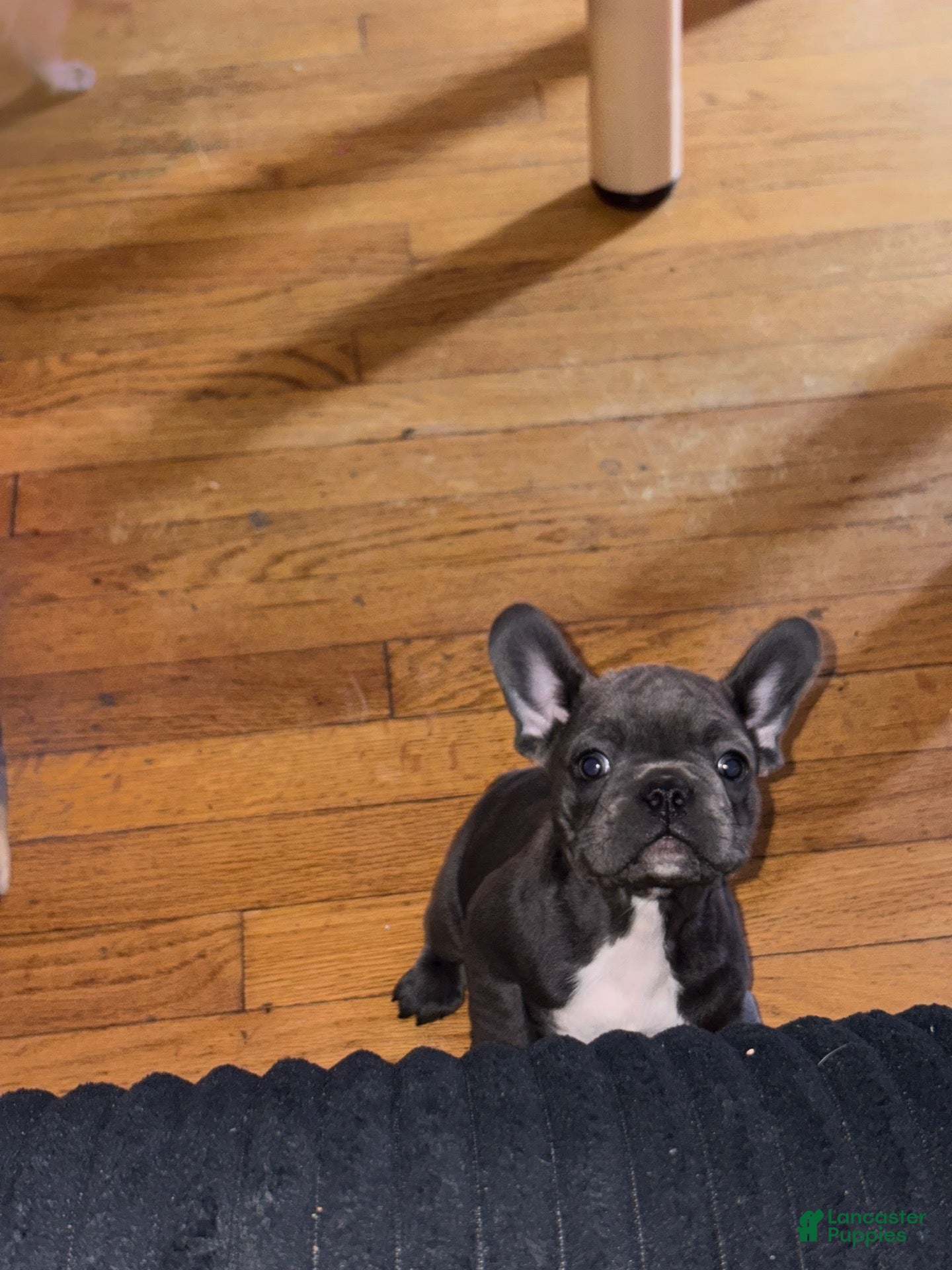 French Bulldog dogs for sale: French Bulldog 4 - Ad 3