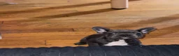 French Bulldog dogs for sale: French Bulldog 4 - Ad 1