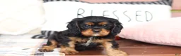Cavalier King Charles Spaniel dogs for sale: Max - Ad 1