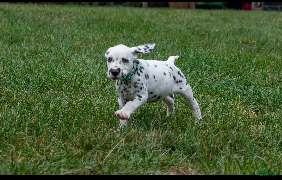 Dalmatian dogs Albert - Ad 34