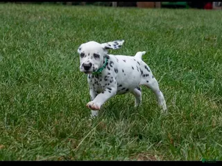 Dalmatian dogs Albert - Ad 34