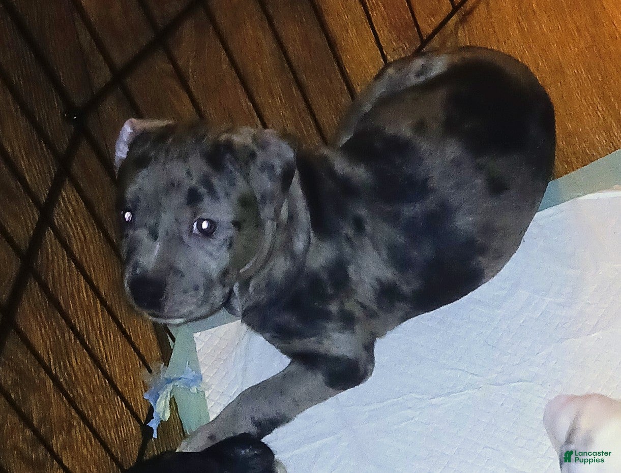 American Pit Bull Terrier dogs American Pit Bull Terrier 3 Male - Ad 14