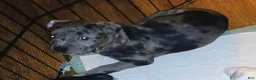 American Pit Bull Terrier dogs for sale: American Pit Bull Terrier 3 Male - Ad 1