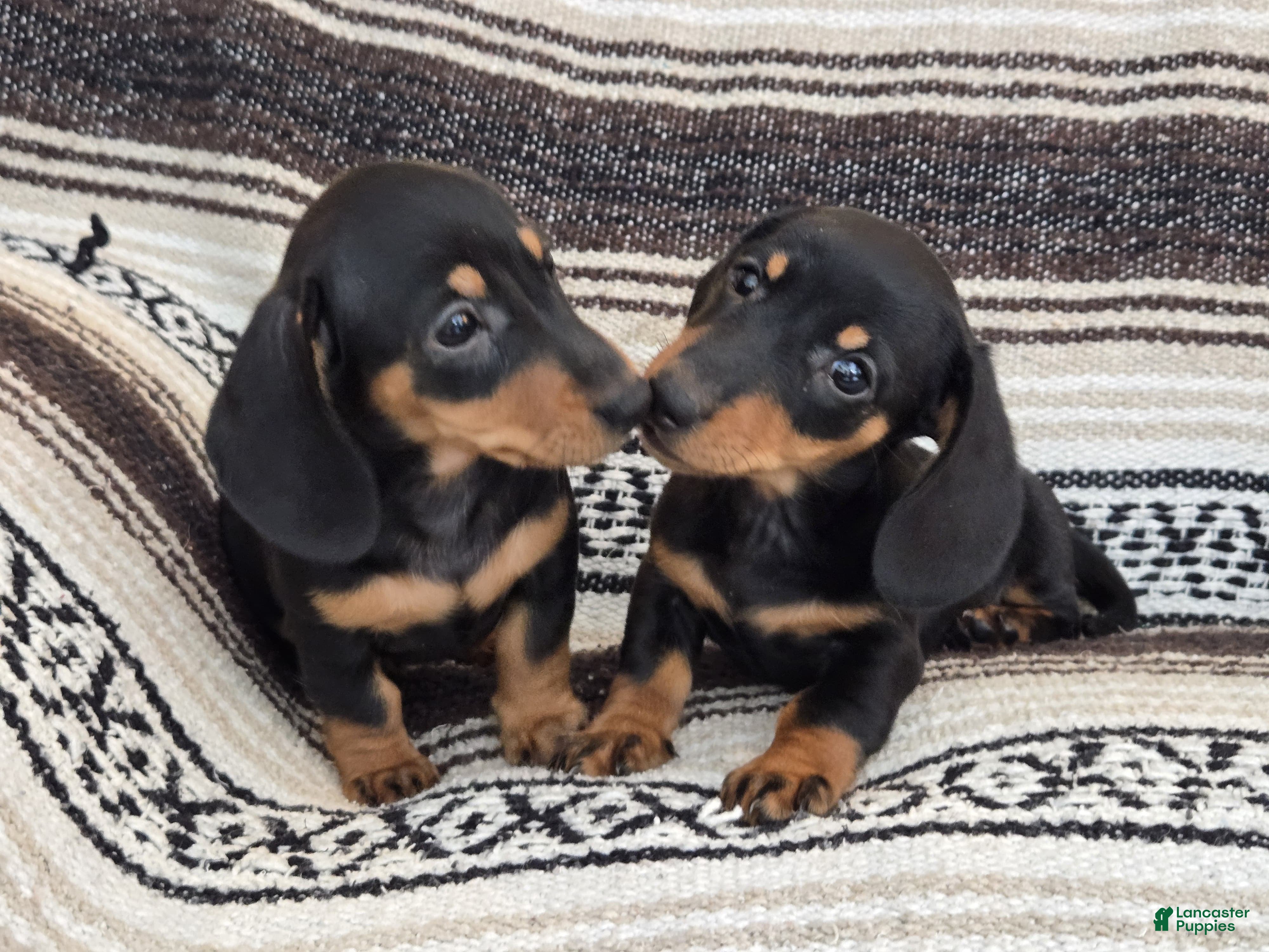 Miniature Dachshund dogs Elli - Ad 1