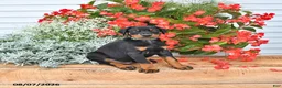 Doberman Pinscher dogs for sale: Otto - Ad 3