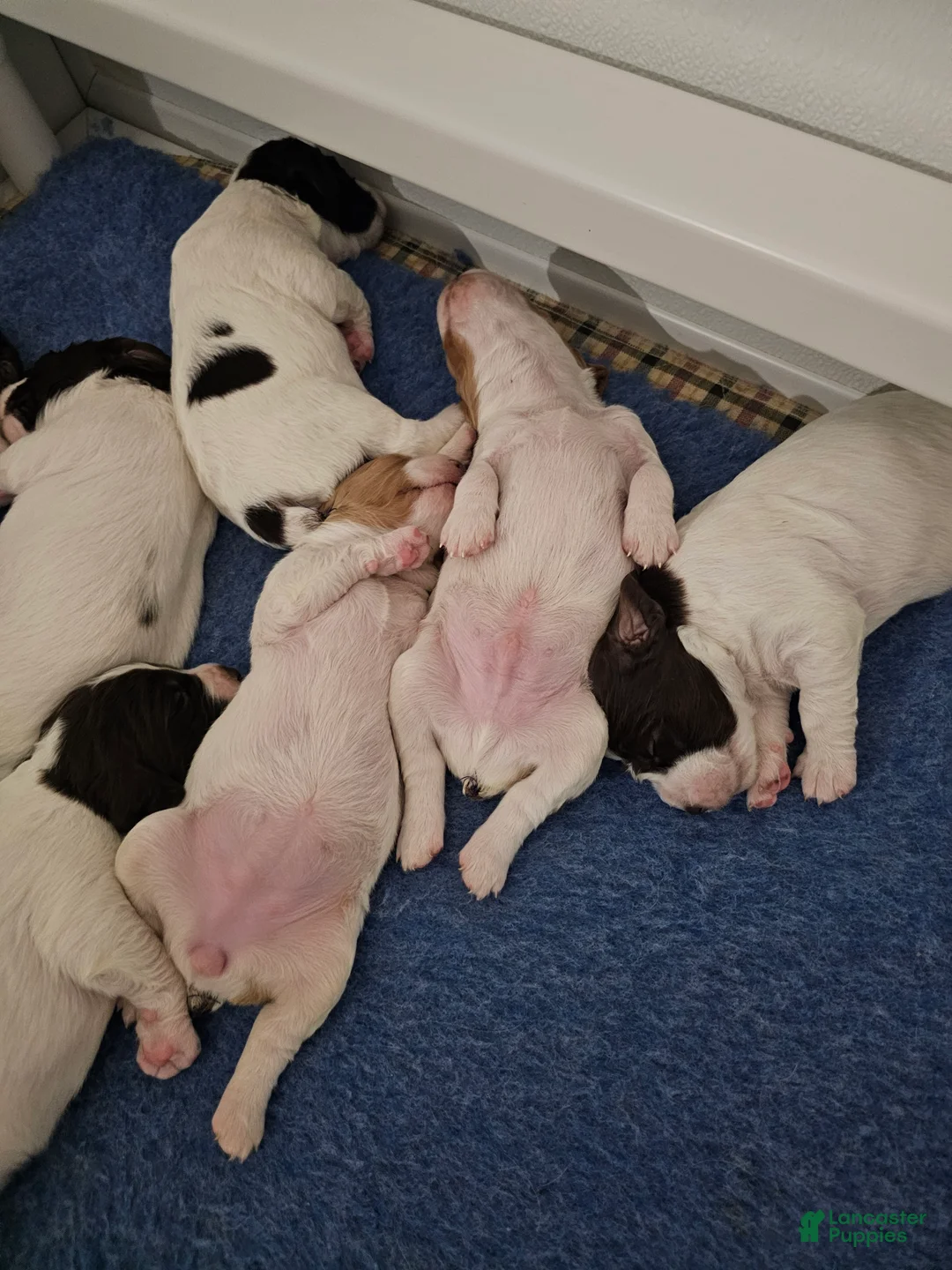 Brittany Spaniel dogs for sale: Brittany Spaniel 3 - Ad 2