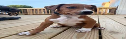 Mixed Breed dogs for sale: Butch - Ad 6