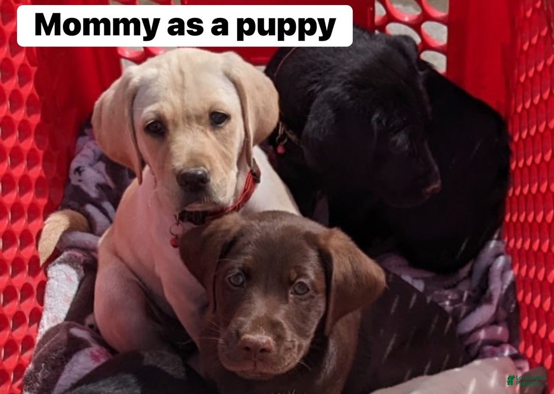 Mixed Breed dogs for sale: Carmella / Cinimini / Honey / Albany / Mini zoo / midnight - Ad 23