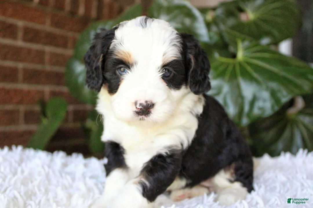 Mini Bernedoodle dogs for sale: Coco - Ad 1