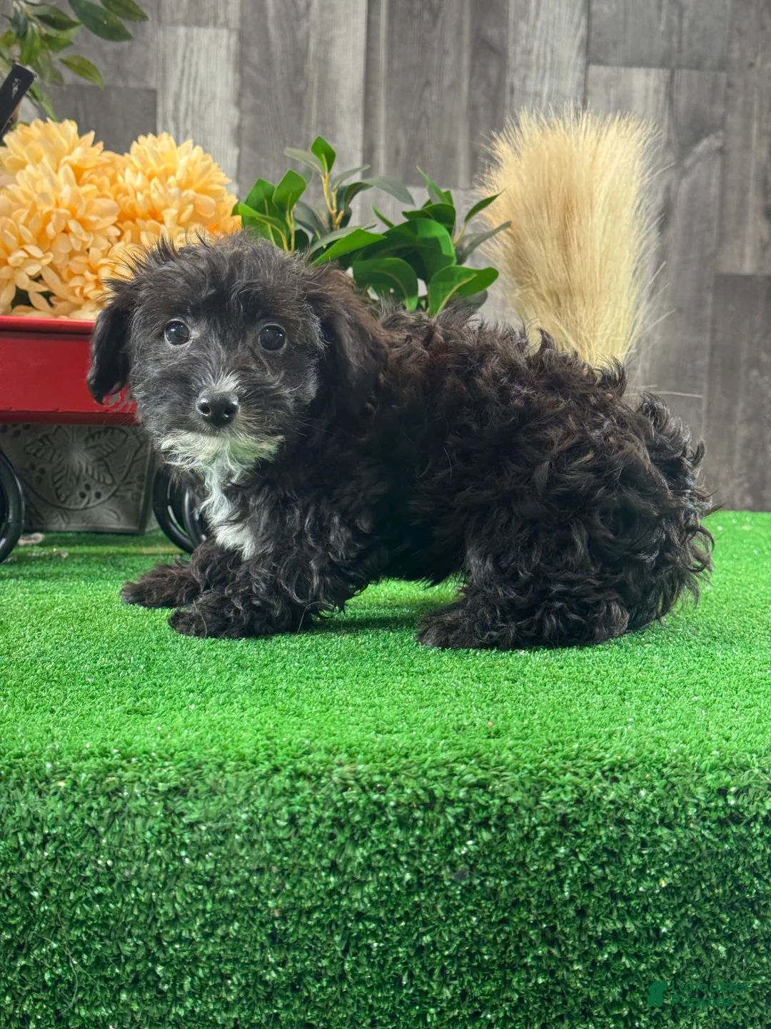 Yorkiepoo dogs for sale: Pablo  - Ad 2