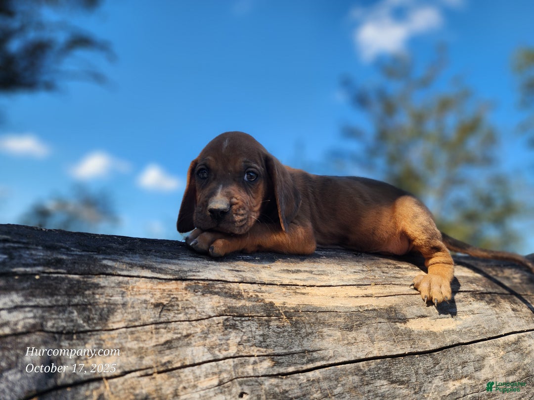 Mixed Breed dogs for sale: Fall 2025 Bloodahoula Male 2 - Ad 10