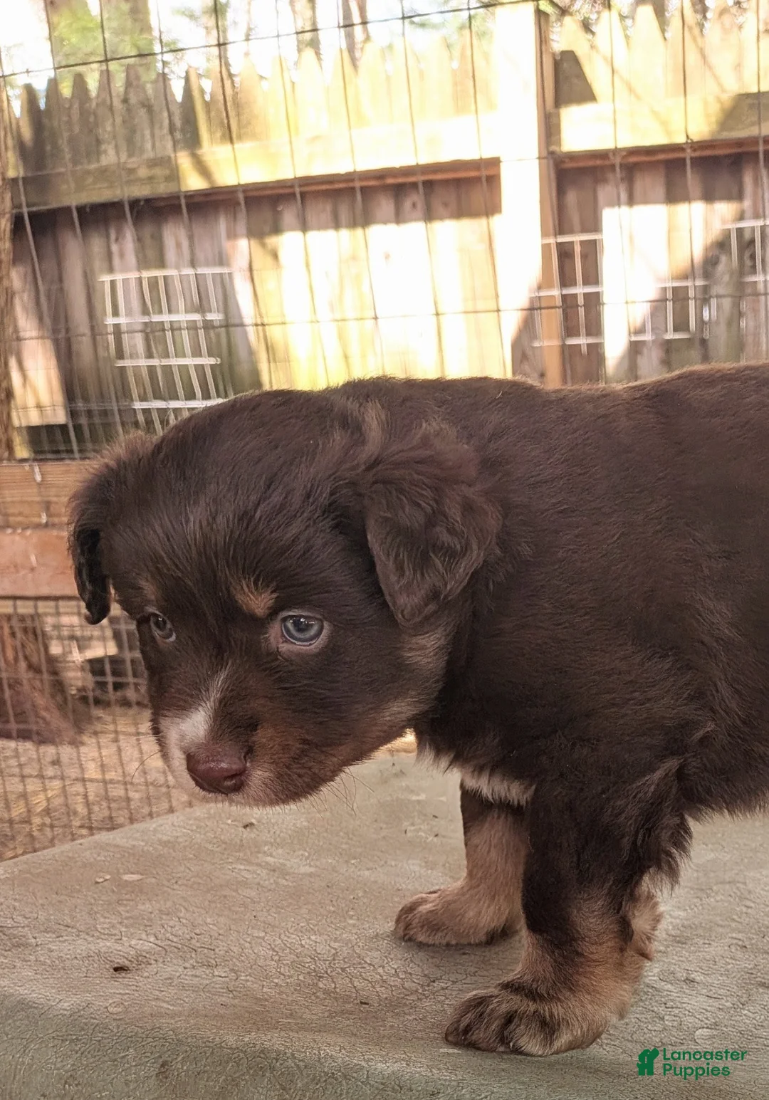 Australian Shepherd dogs for sale: Australian Shepherd Puppy 2 - Ad 2
