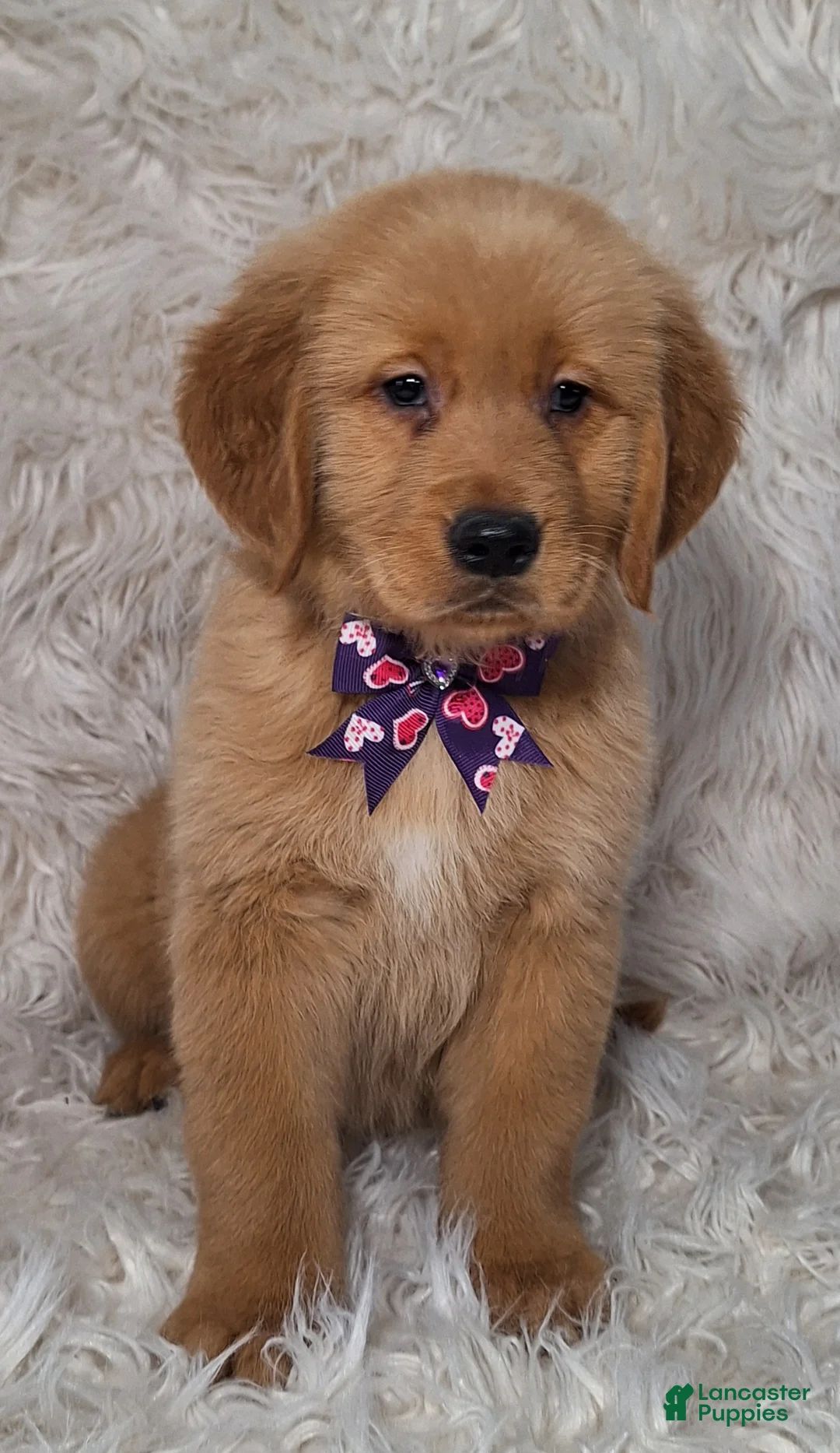 Golden Retriever dogs for sale: Livio - Ad 1