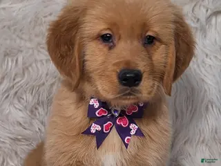 Golden Retriever dogs Livio - Ad 21