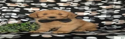 Golden Retriever dogs for sale: Roark - Ad 3