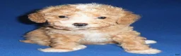 Miniature Poodle dogs for sale: Peanut - Ad 9