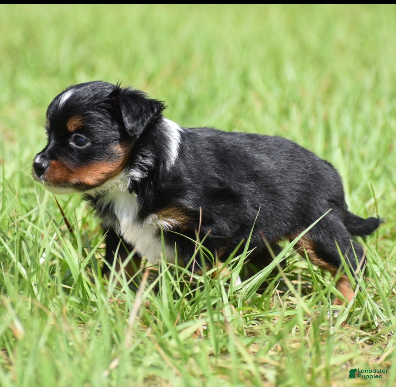 Toy Australian Shepherd dogs for sale: Toy Australian Shepherd Puppy 2 - Ad 6