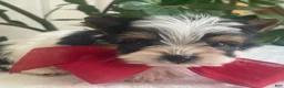 Biewer Terrier dogs for sale: Tiny Zac - Ad 10