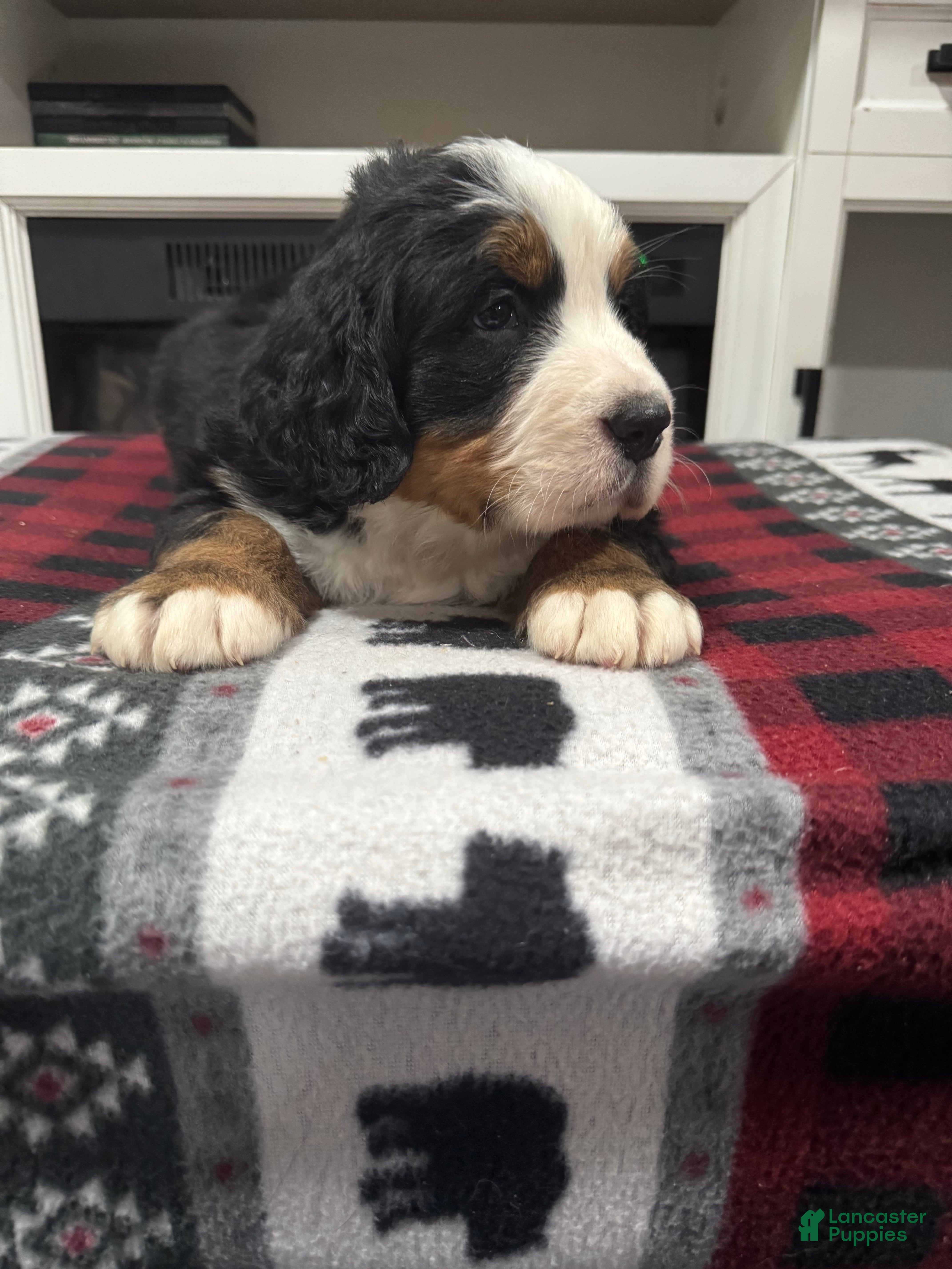 Bernese Mountain Dog dogs Shadow - Ad 1