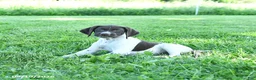 German Shorthaired Pointer dogs for sale: Gem  - Ad 3