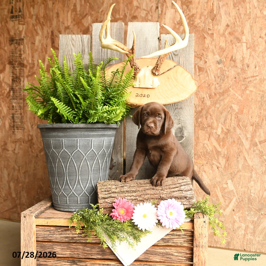 Labrador Retriever dogs Sadie - Ad 2