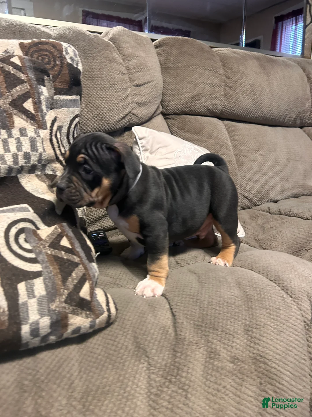American Bully dogs for sale: Diesel - Ad 2