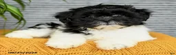 Teddy Bear dogs for sale: Willow - Ad 2